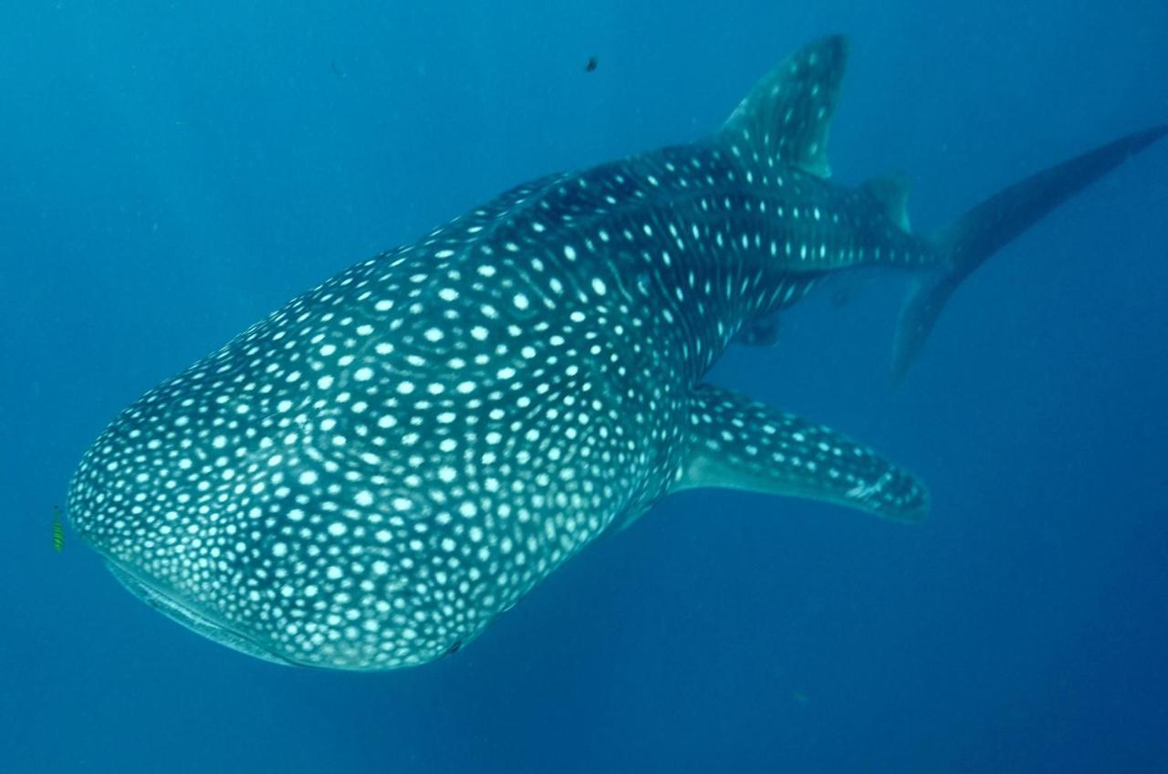 Afro Whale Shark Safari Kilindoni Exterior photo